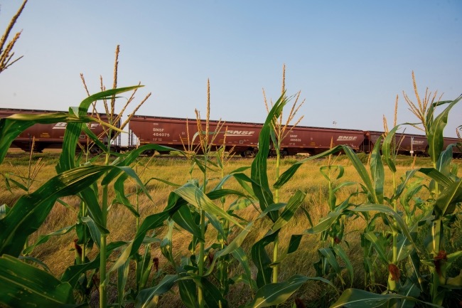 File photo of a BNSF grain train in Montana. (Photo courtesy BNSF Railway)
