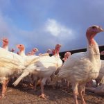 Turkeys. (Scott Bauer photo courtesy ARS/USDA)
