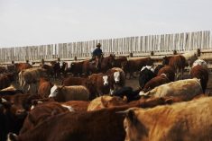 (Photo courtesy Canada Beef Inc.)
