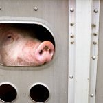 Letters: Winds of change turn against pork industry