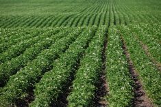 File photo of a potato field in Alberta&#8217;s Lacombe County. (COrthner/iStock/Getty Images)
