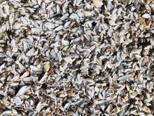 Zebra mussels are infamous for clogging water infrastructure intakes, threatening local ecosystems and being almost impossible to control once they make their way into a lake or river.