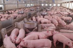 Funding is available for upgrades to hog barn ventilation systems, which can help stop the spread of diseases such as porcine epidemic diarrhea.