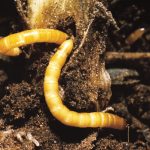 Wireworms have historically been a challenge when it comes to chemical control.