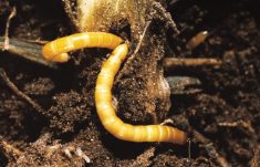 Wireworms have historically been a challenge when it comes to chemical control.