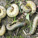 Armyworm larvae.