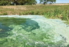 Cyanobacteria, also known as blue-green algae, can produce toxins that are harmful to livestock, wildlife and people.