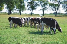 Many livestock producers are looking for digestibility, palatability and improved animal health.