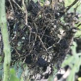 Soybean cyst nematode was confirmed in Manitoba in 2019.