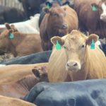 File photo of cattle in an Alberta feedlot. (Geralyn Wichers photo)
