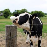 (Diane Kuhl/iStock/Getty Images)