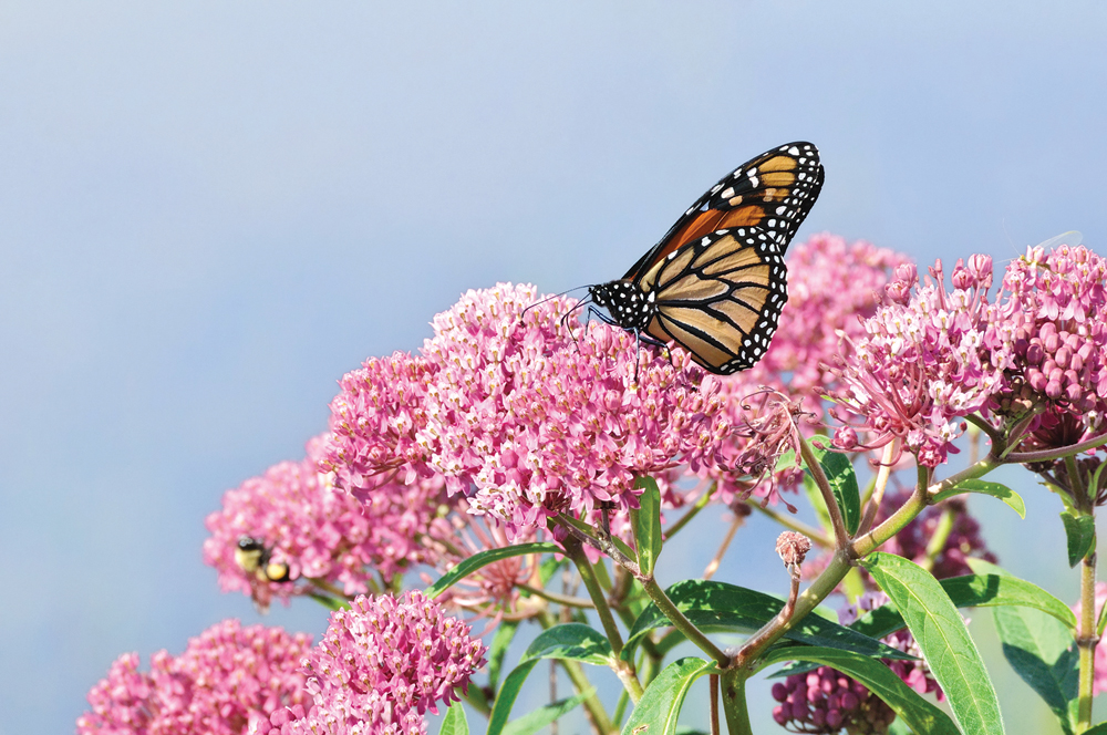 “Monarchs as a species are not about to go extinct, but the fascinating long-distance migration of monarchs from Manitoba and other parts of central and eastern North America is under threat.” – Jeffrey Marcus, University of Manitoba.