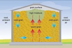 The cycle of convection currents in bin-stored grain when ambient air outside the bin is cold and the grain is warm.
