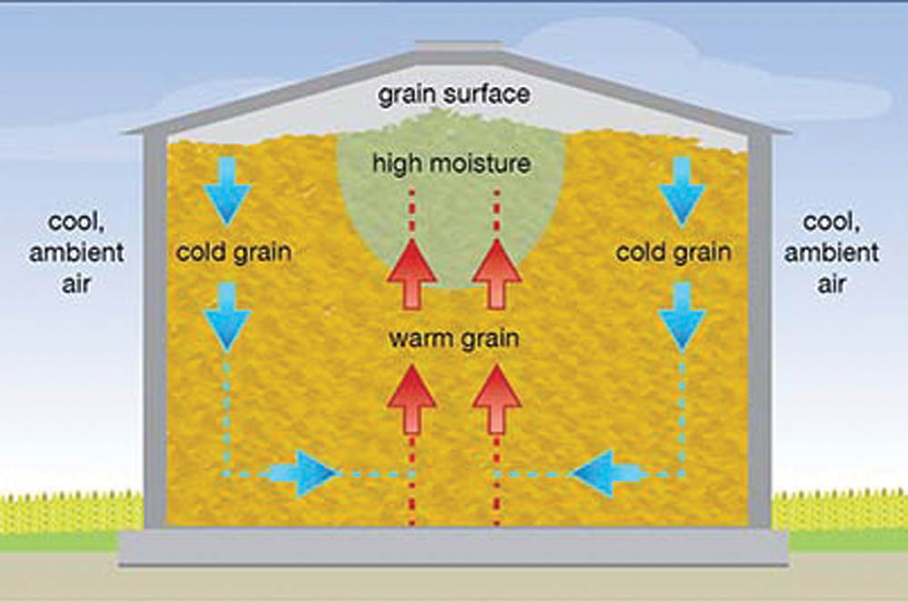 The cycle of convection currents in bin-stored grain when ambient air outside the bin is cold and the grain is warm.