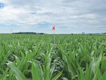 Consistent sampling throughout the season was a requirement for the project.