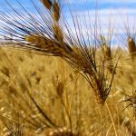 The durum drought