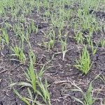 U.S. acres surprise, Prairie acres parched