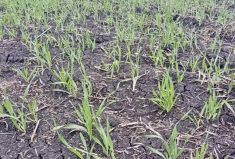 U.S. acres surprise, Prairie acres parched
