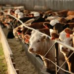 (Photo courtesy Canada Beef Inc.)
