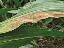 Goss’s bacterial blight showing the water-soaked tan-gray lesion with dark green/black freckles.