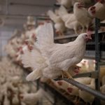 Laying hens in cage-free aviary housing at the Manitoba Egg Farmers Learning and Resource Centre at Glenlea.