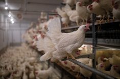 Laying hens in cage-free aviary housing at the Manitoba Egg Farmers Learning and Resource Centre at Glenlea.