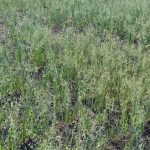 Crop conditions in parts of western Saskatchewan have already dropped into crop insurance range, Burce Burnett says. (WeatherFarm video screengrab)
