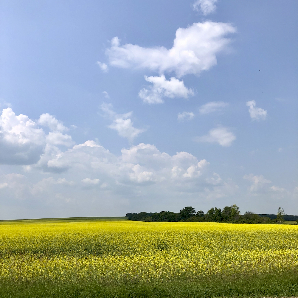 A canola field in bloom near Esterhazy, Sask., on July 21, 2023.