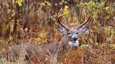Manitoba had been considered CWD-free until late 2021.