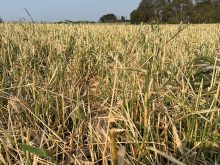 Hail-damaged cereals in one of Eric McLean’s fields in Westman.