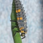 Lady beetle larvae can be identified by their long shape, body texture and distinctive dark colouring with patches of lighter highlights.