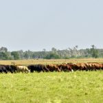 Cattle graze south of Portage la Prairie, July 2.