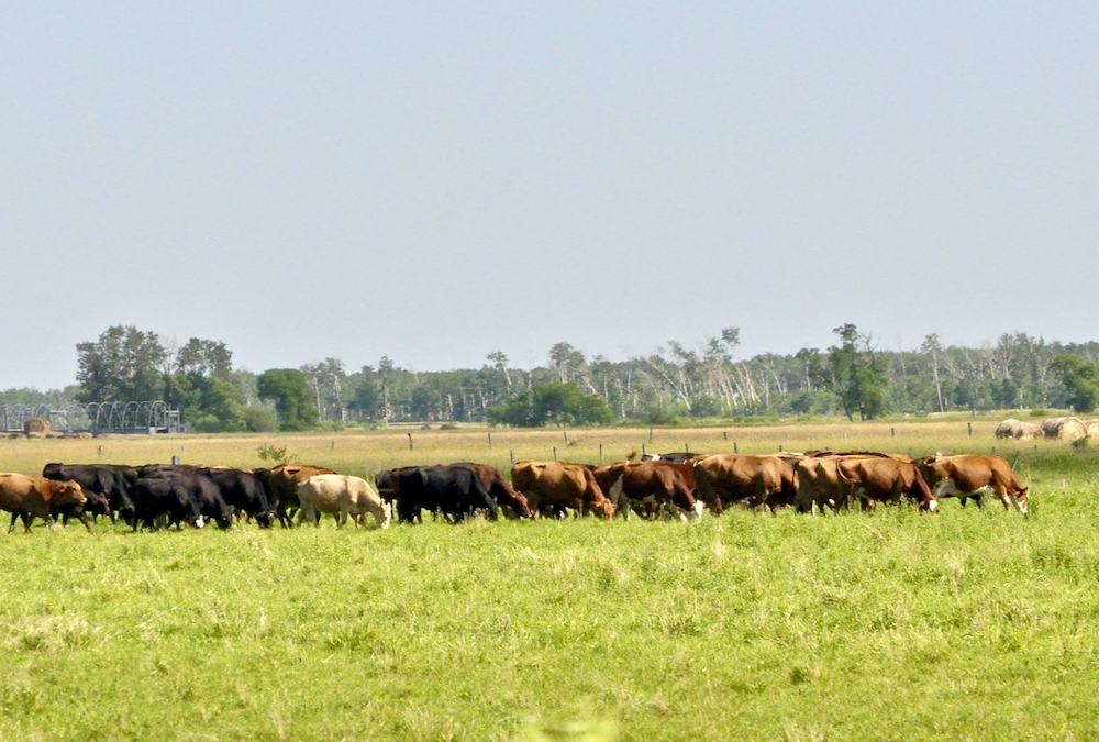 Cattle graze south of Portage la Prairie, July 2.