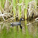 A duck floats in a wetland north of Manitou during the heat of early July.