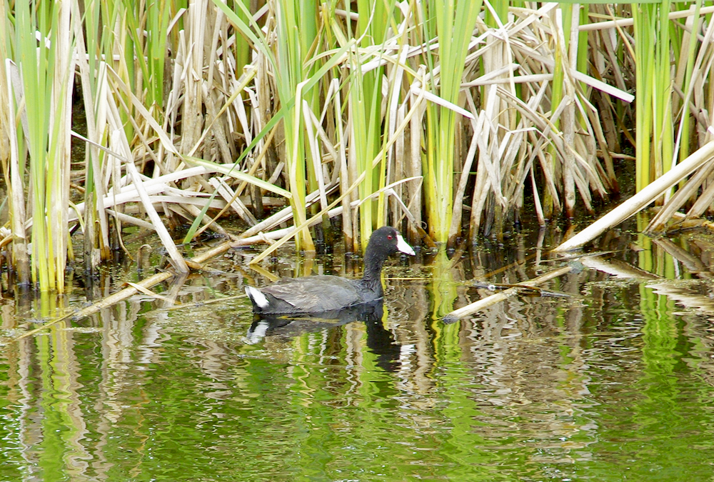 A duck floats in a wetland north of Manitou during the heat of early July.