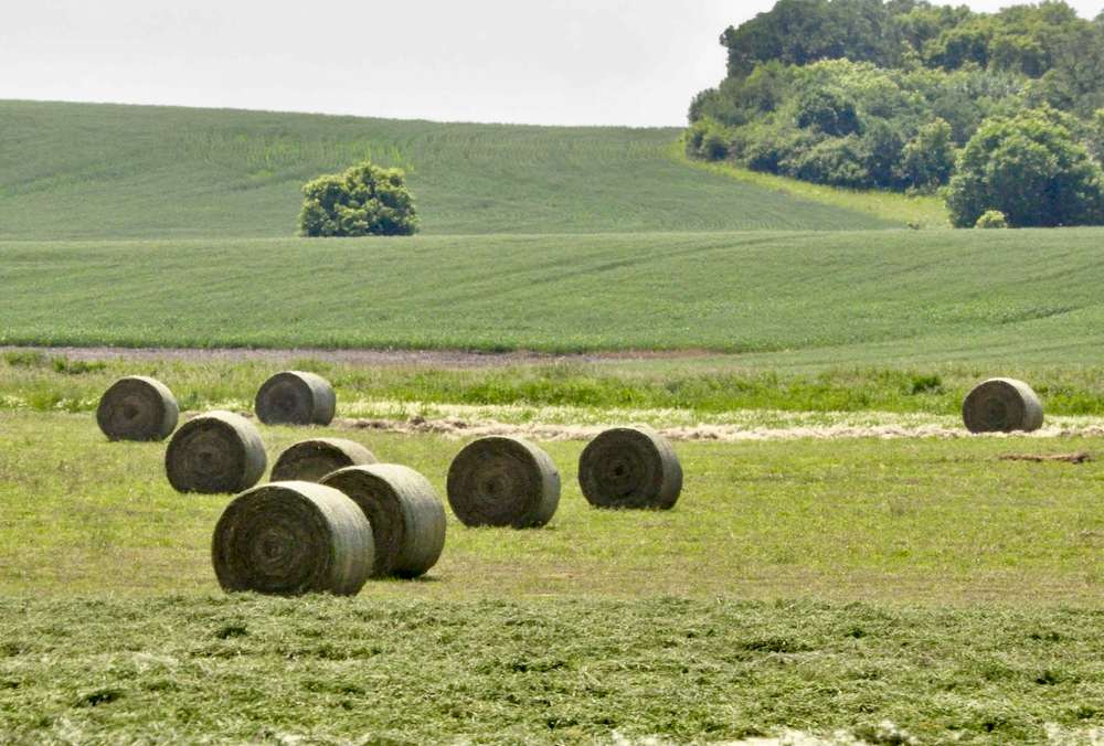 First cut of hay wraps up in Manitoba.