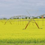 An irrigation pivot stands in a field of blooming canola south of Neepawa, July 16.