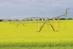 An irrigation pivot stands in a field of blooming canola south of Neepawa, July 16.