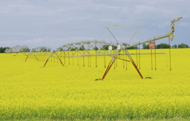 An irrigation pivot stands in a field of blooming canola south of Neepawa, July 16.