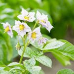 Potatoes in central Manitoba go into bloom in the first week of July.