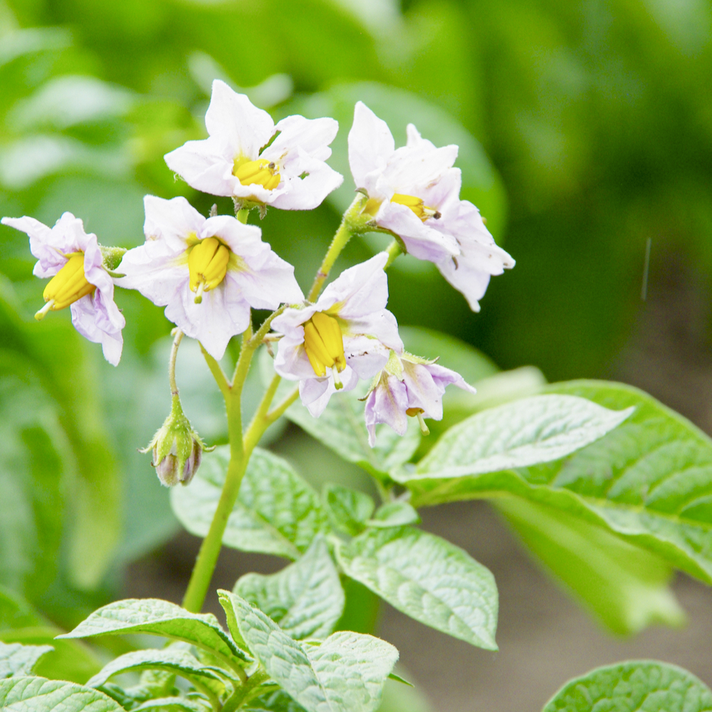 Potatoes in central Manitoba go into bloom in the first week of July.