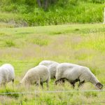 A livestock guardian dog watches over sheep near Ethelbert in Manitoba’s Parkland, July 16.