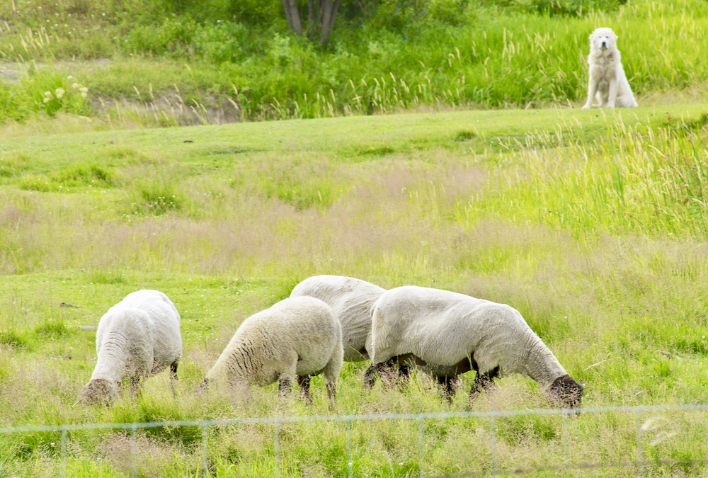 A livestock guardian dog watches over sheep near Ethelbert in Manitoba’s Parkland, July 16.