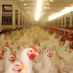 Earlier this year, a new H5N1 strain of bird flu raised fears of a pandemic among humans.