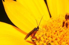 A parasitoid wasp settles  on a flower.