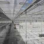 The exterior and interior of the new Vermillion Growers greenhouse near Dauphin.