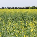Canola prices appear to be firmly entrenched to stay above $800 per tonne for now.