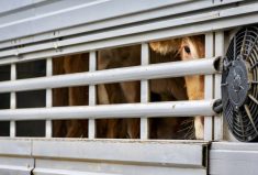 Foreign animal disease and inter-provincial trade barriers among the livestock-oriented sticking points discussed at Canada’s federal, provincial and territorial ag ministers meeting.