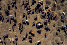 Aerial view of a cattle feedlot in Texas.