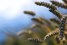 North Dakota spring wheat yield down as drought widens